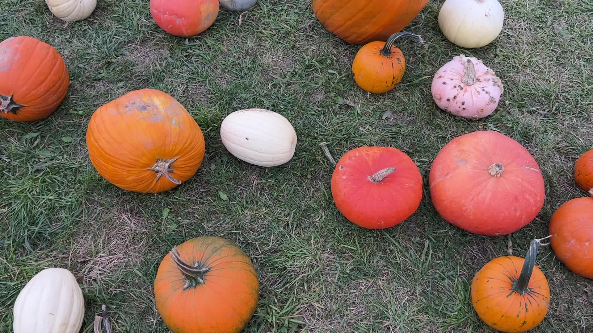 Halloween pumpkins in Markham