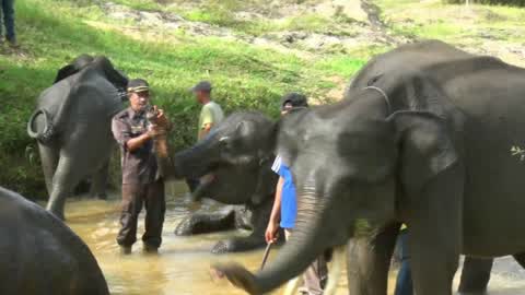 Sumatran Elephants Threatened With Extinction In Indonesia