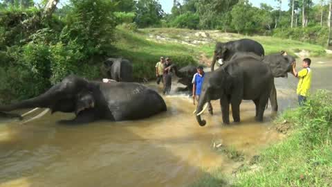 Sumatran Elephants Threatened With Extinction In Indonesia