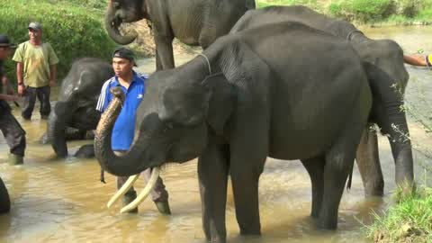 Sumatran Elephants Threatened With Extinction In Indonesia