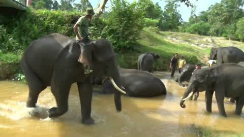 Sumatran Elephants Threatened With Extinction In Indonesia