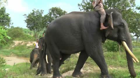 Sumatran Elephants Threatened With Extinction In Indonesia