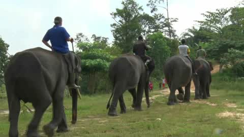 Sumatran Elephants Threatened With Extinction In Indonesia