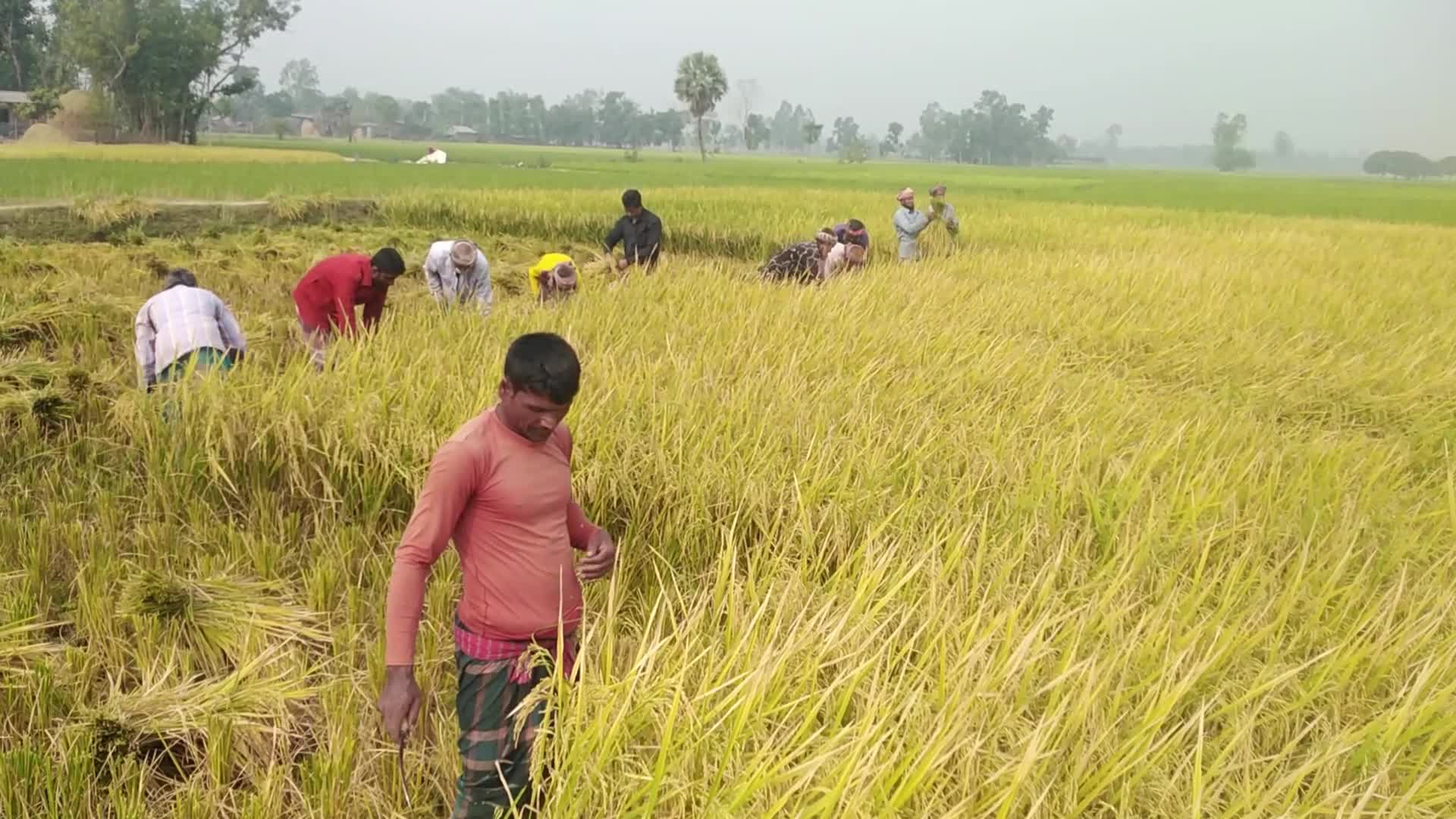 Paddy Harvesting in Bangladesh, Naogaon 