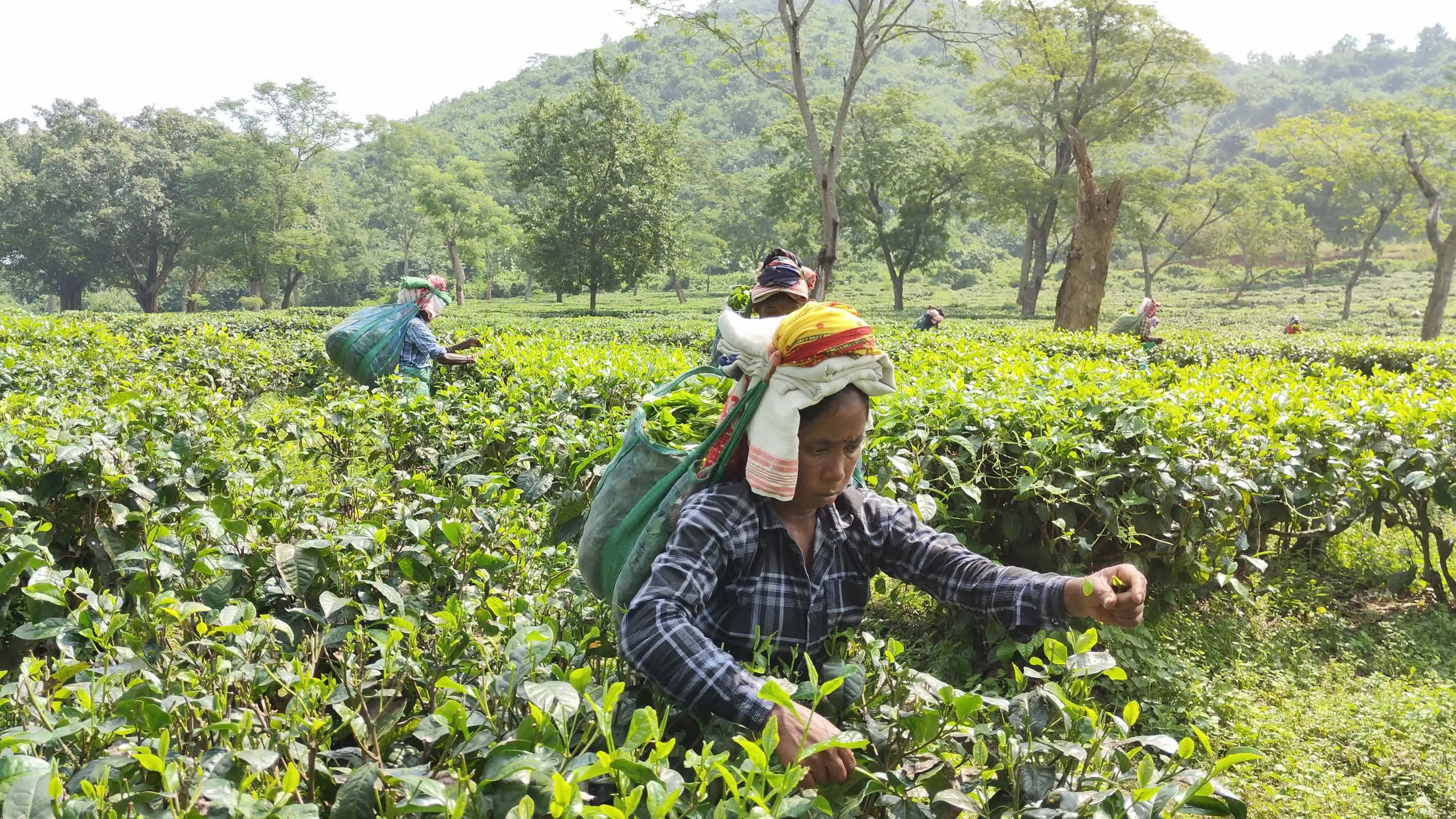 Tea workers in India