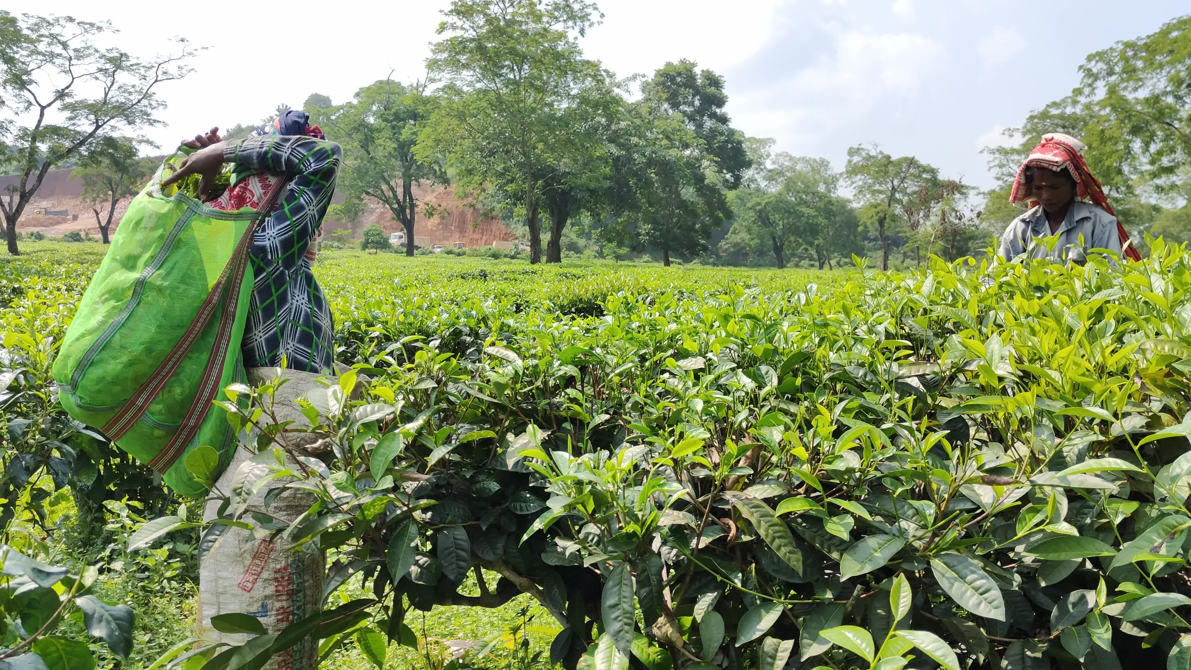 Tea workers in India