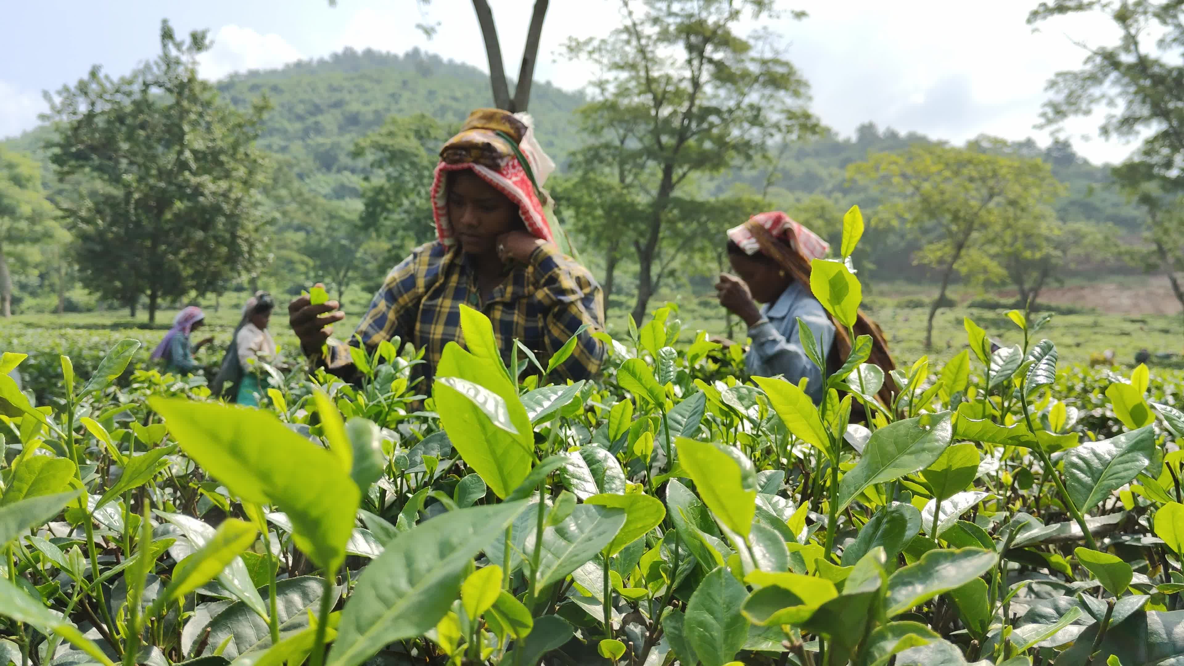 Tea workers in India
