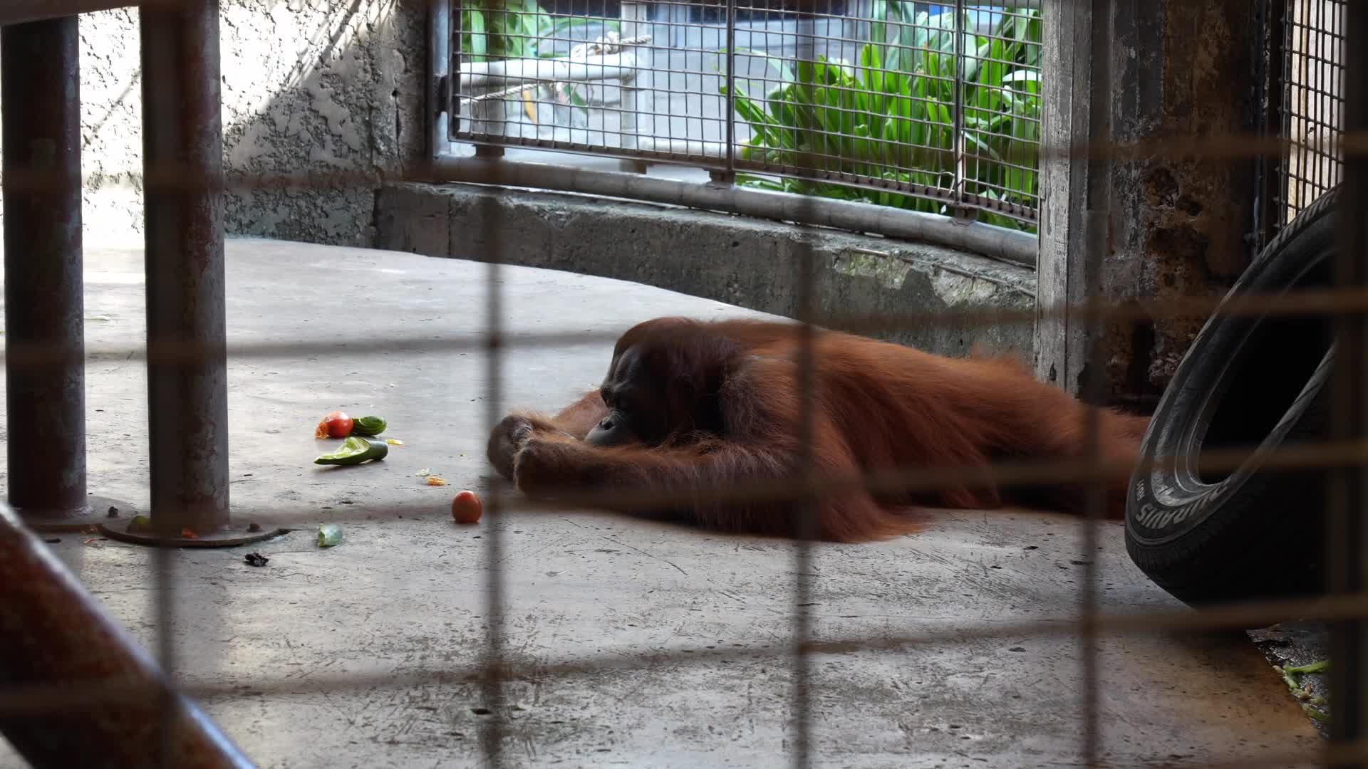Zoo in Bangkok