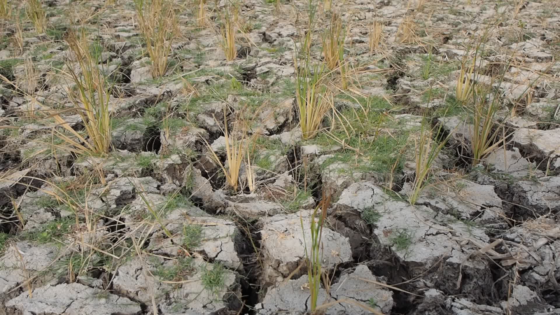 El Nino Phenomenon Causes Drought in Tangerang