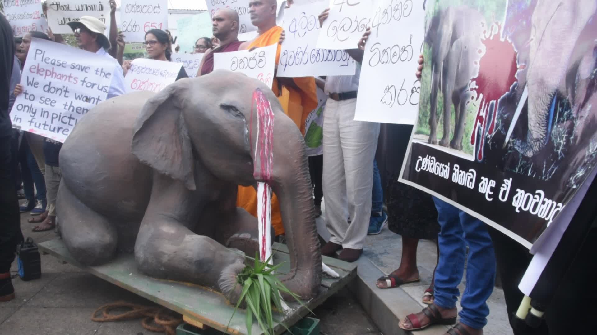 Activists protest the killing of elephants on Colombo