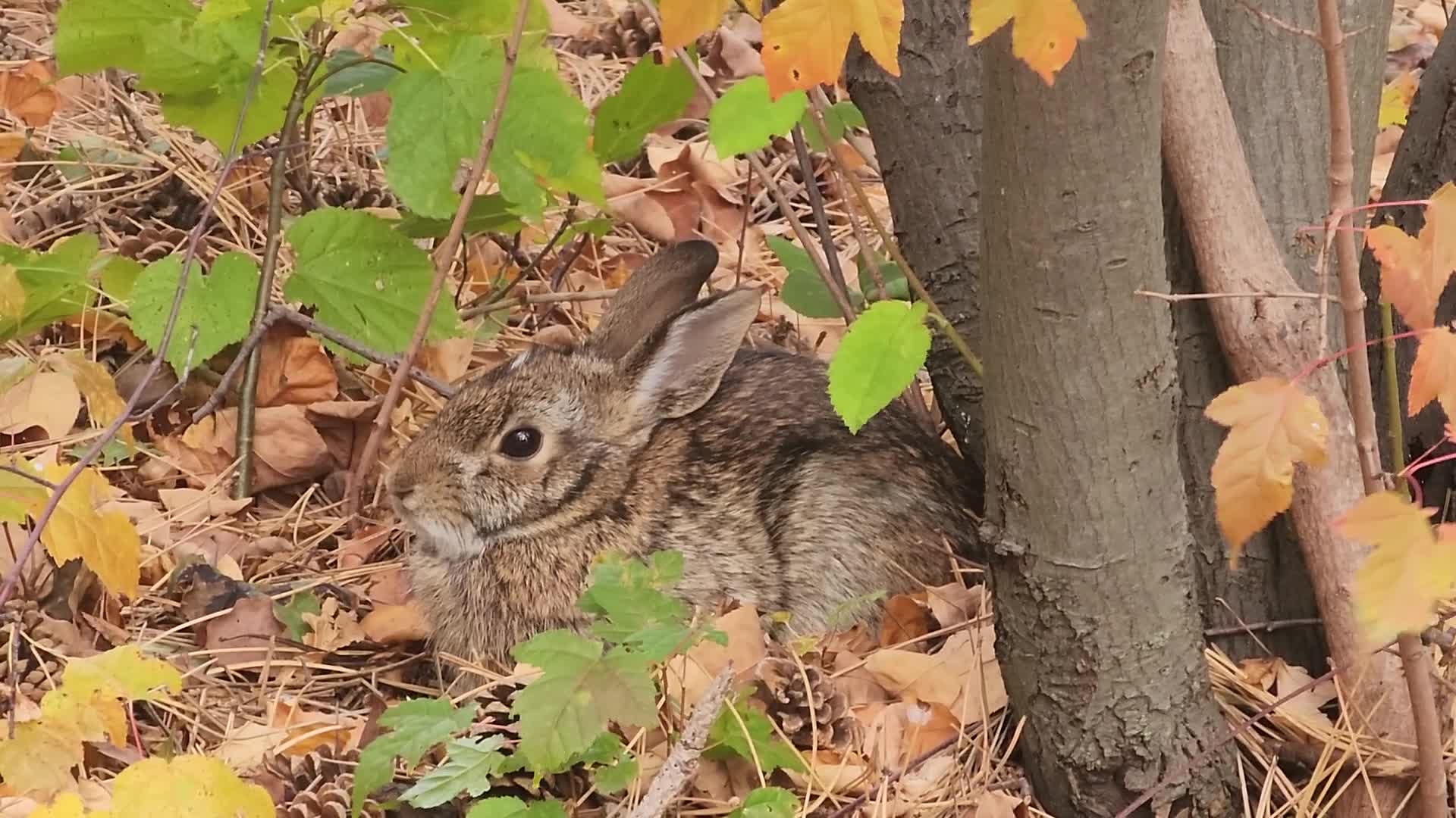 Autumn season in Toronto