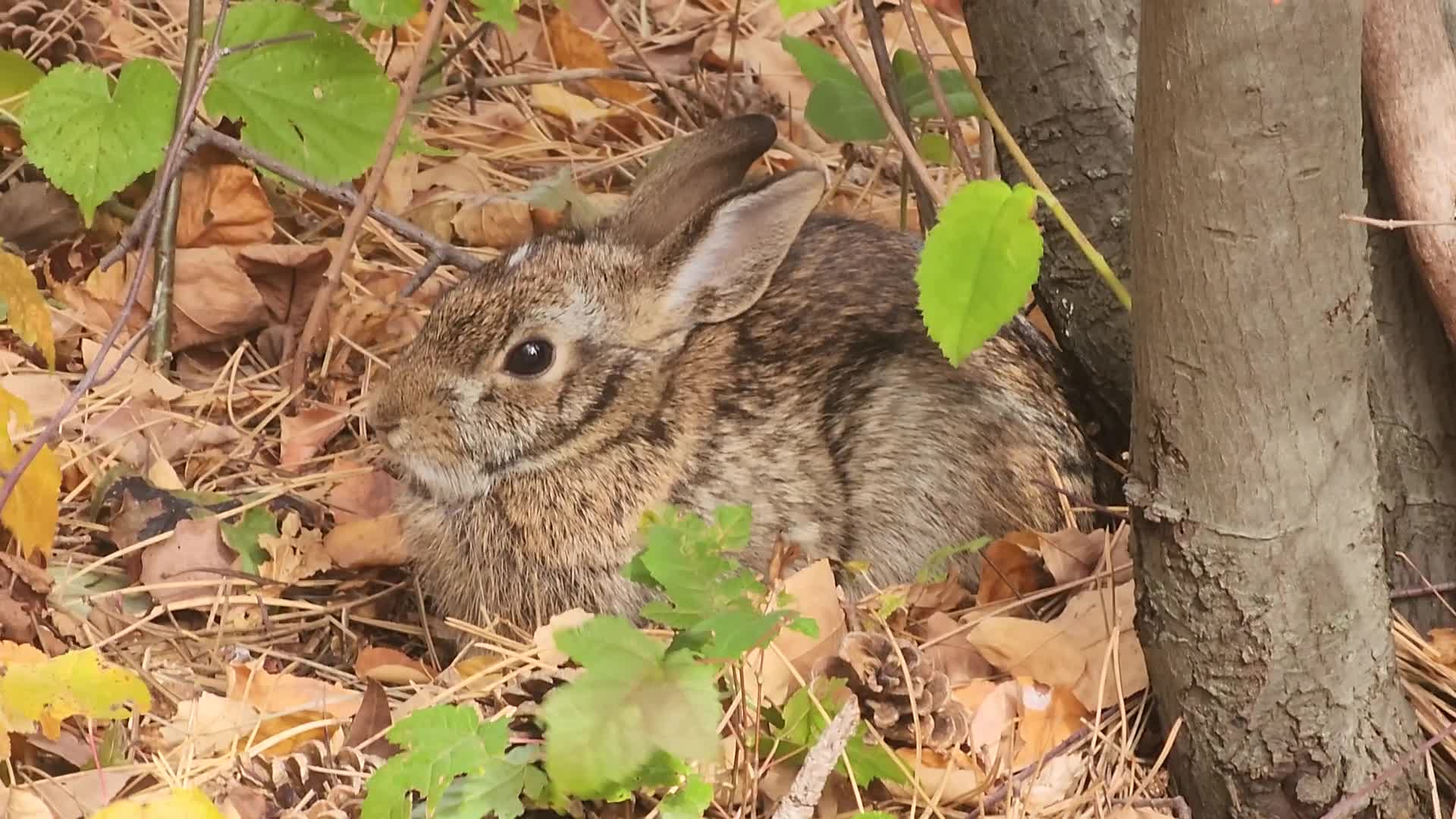 Autumn season in Toronto
