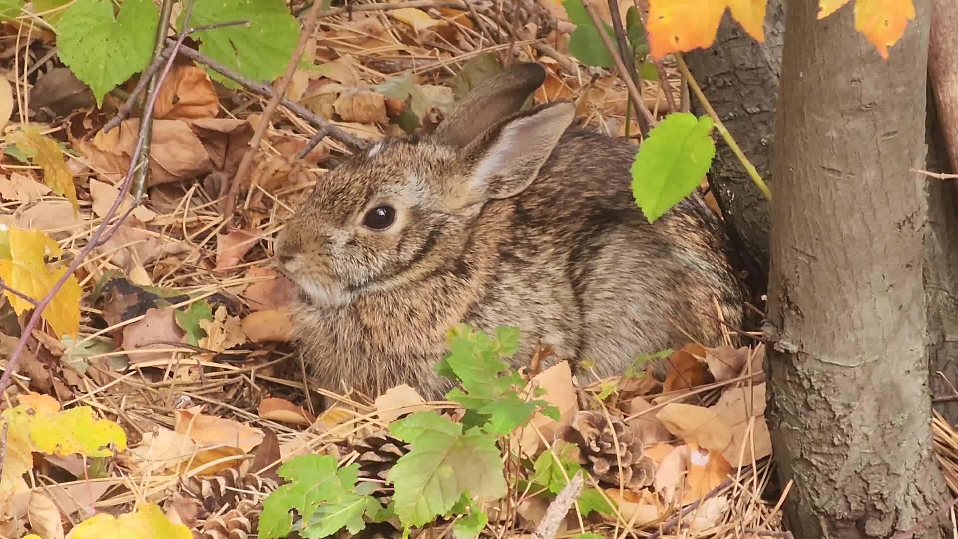 Autumn season in Toronto