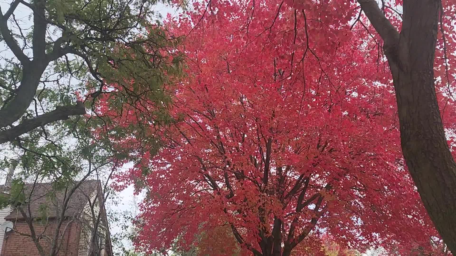 Autumn season in Toronto