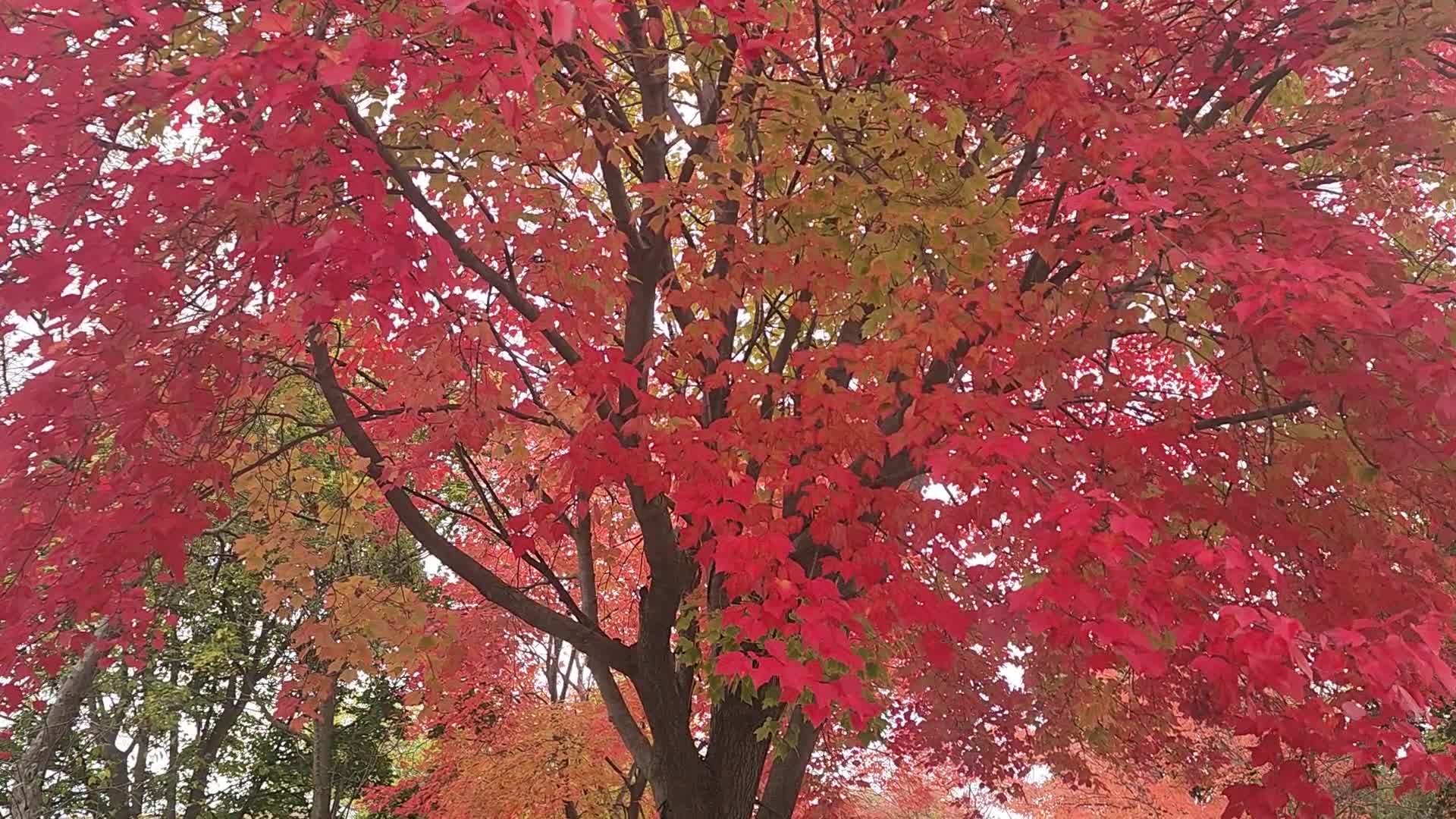 Autumn season in Toronto