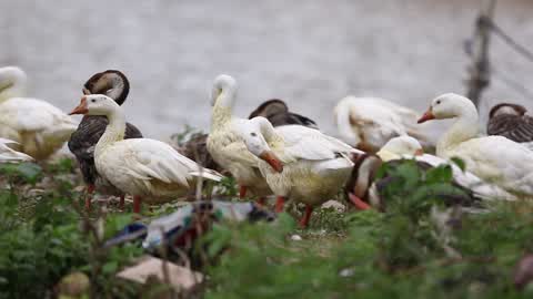 Birds near lakeside In Pushkar, Rajasthan, India on 19 August 2019