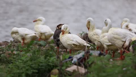 Birds near lakeside In Pushkar, Rajasthan, India on 19 August 2019