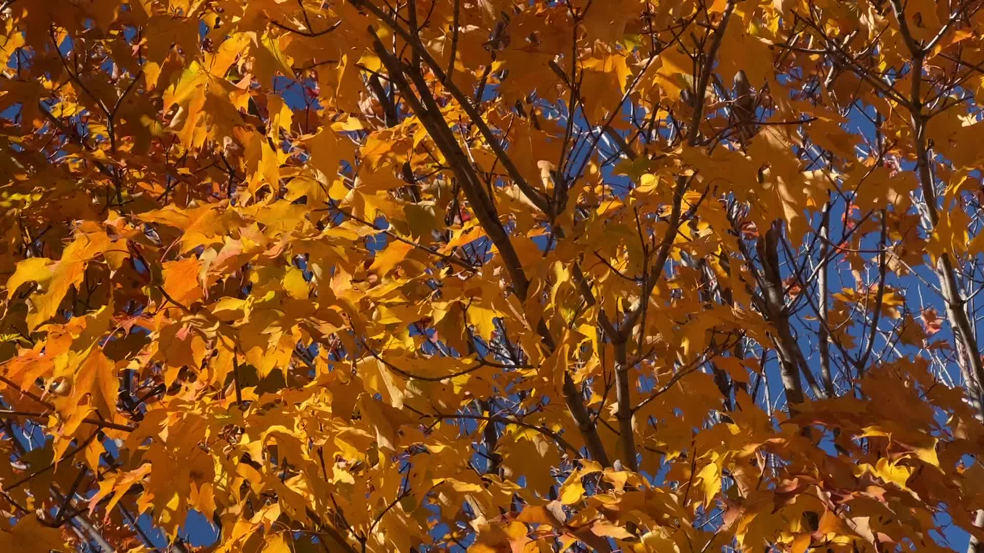 Autumn season in Toronto