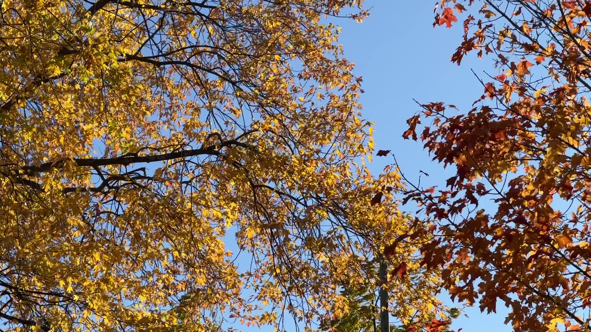 Autumn season in Toronto