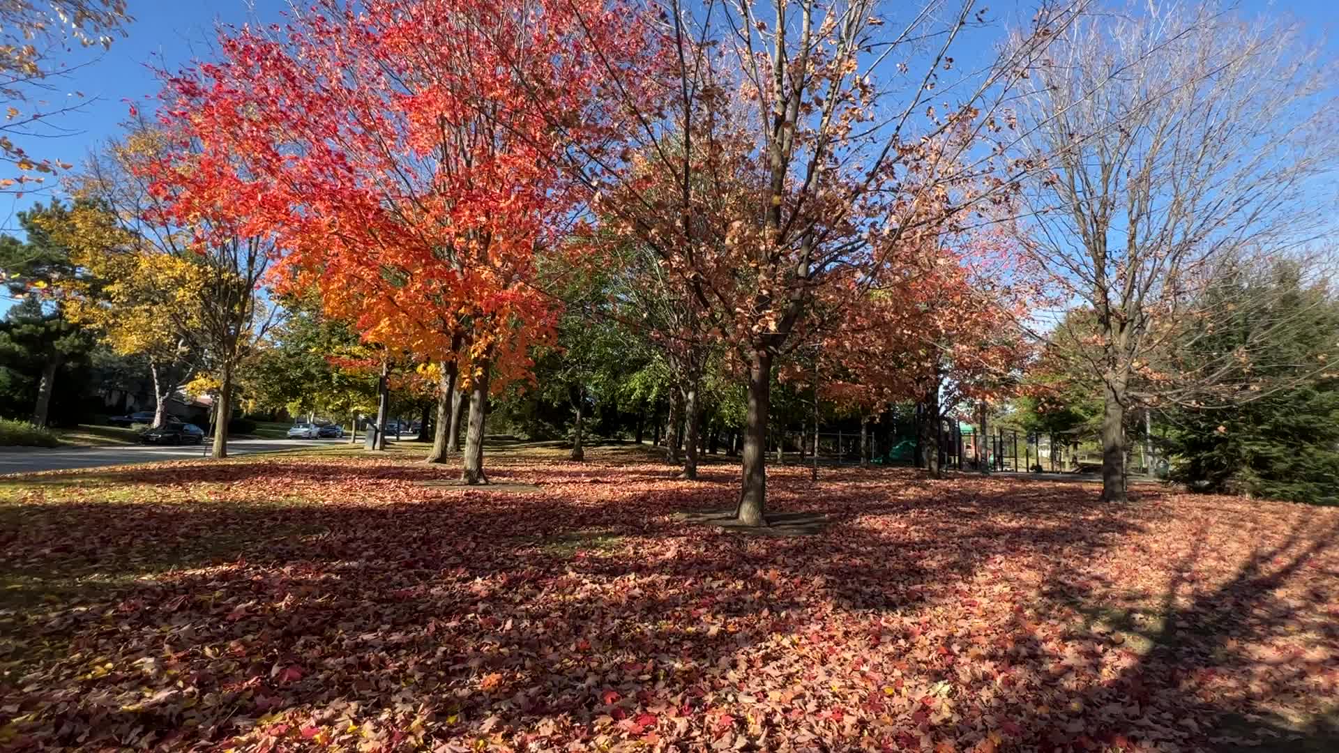 Autumn season in Toronto
