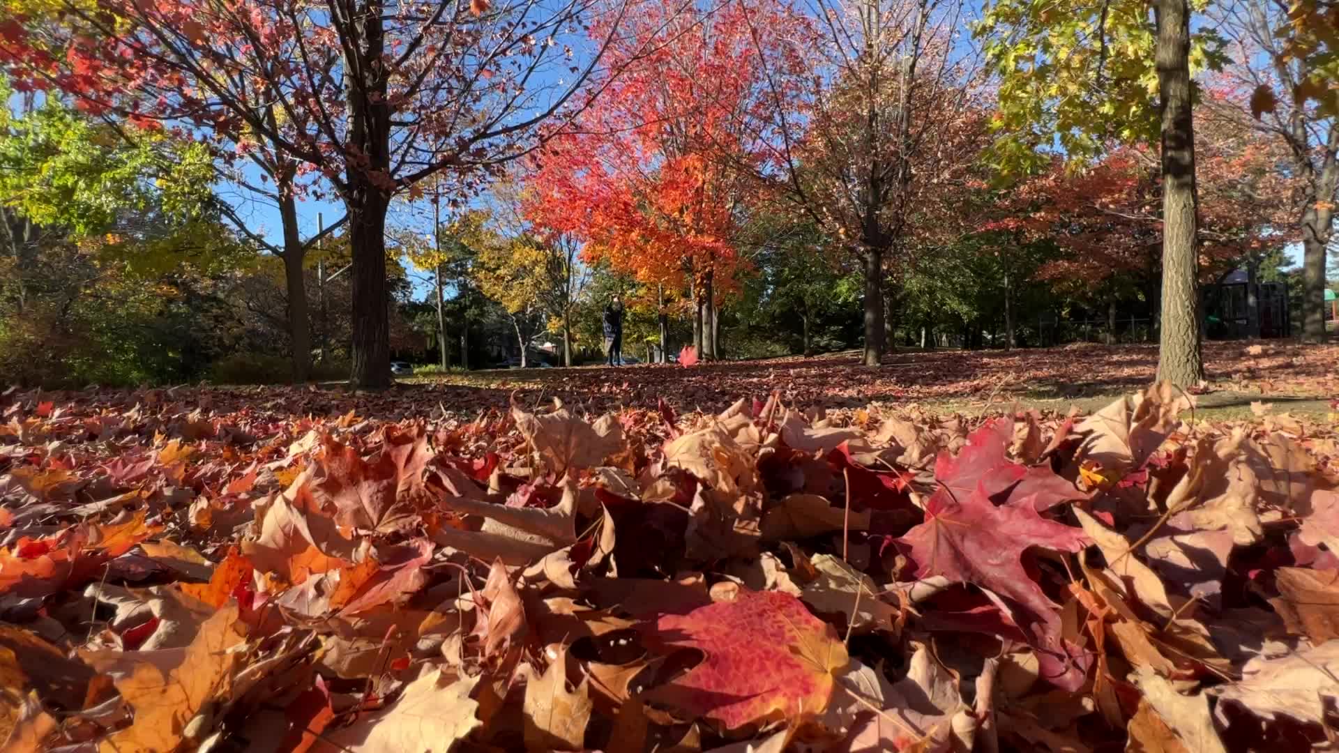 Autumn season in Toronto