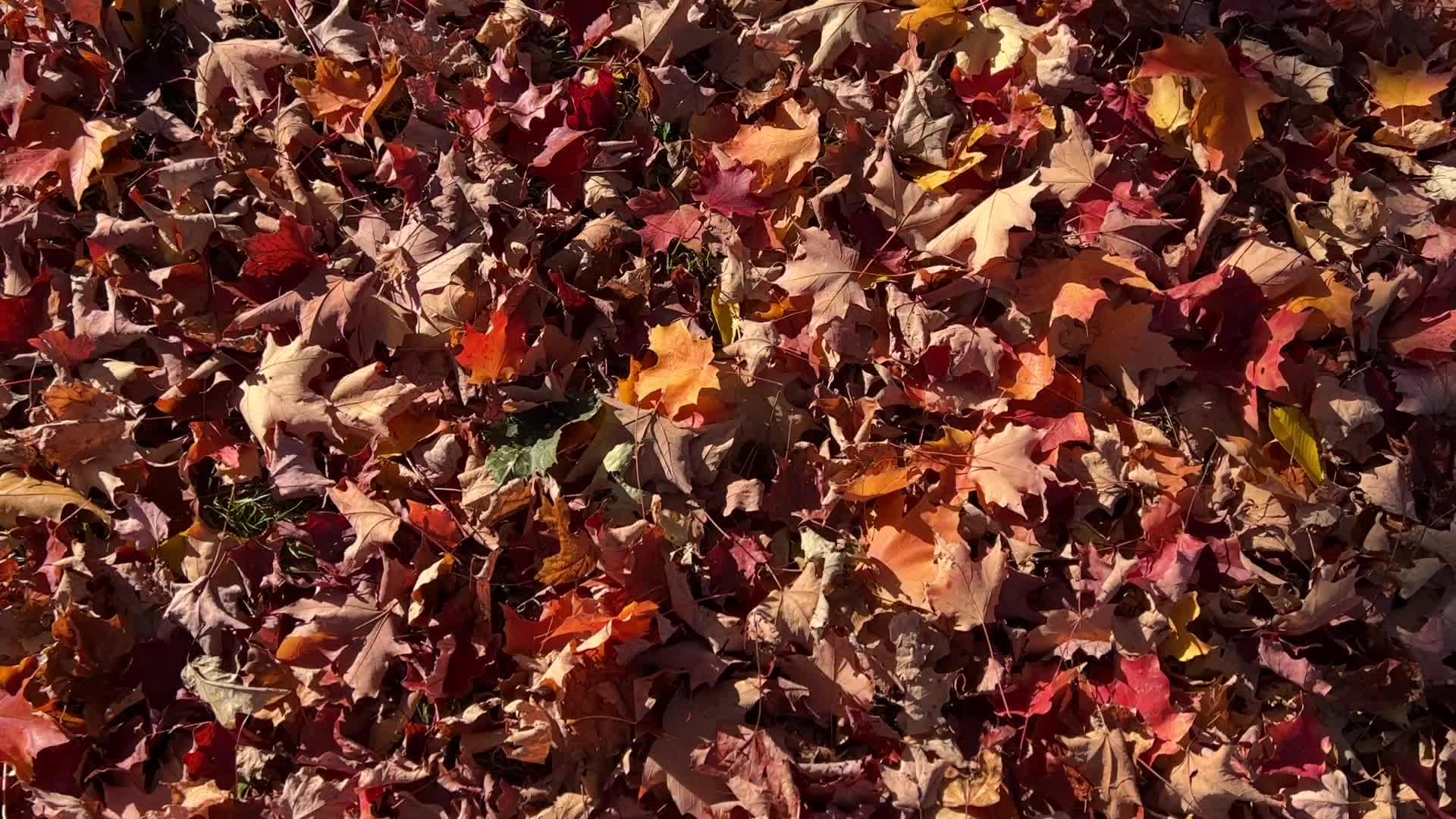 Autumn season in Toronto