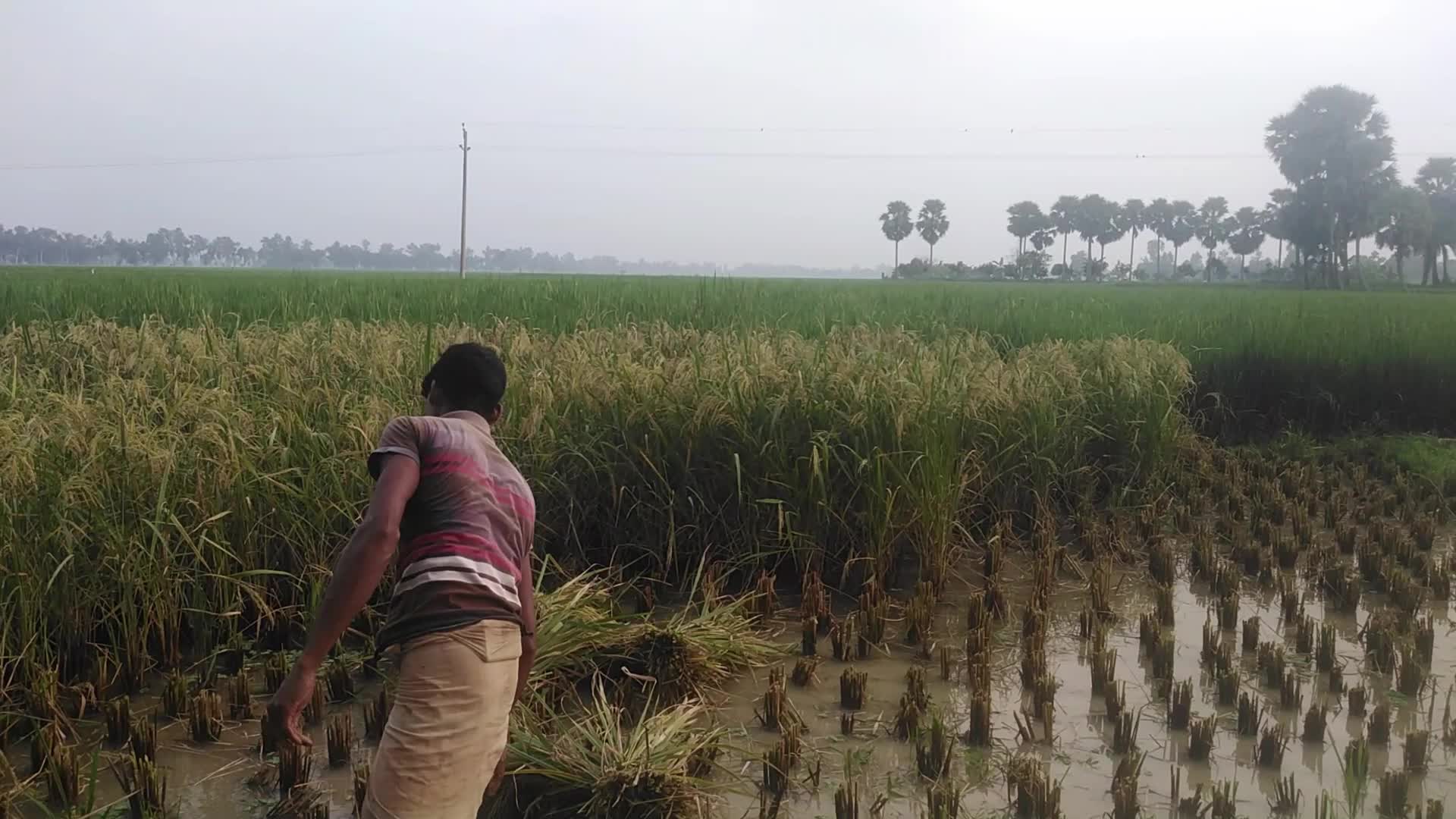 Paddy harvesting in Bangladesh, Naogaon
