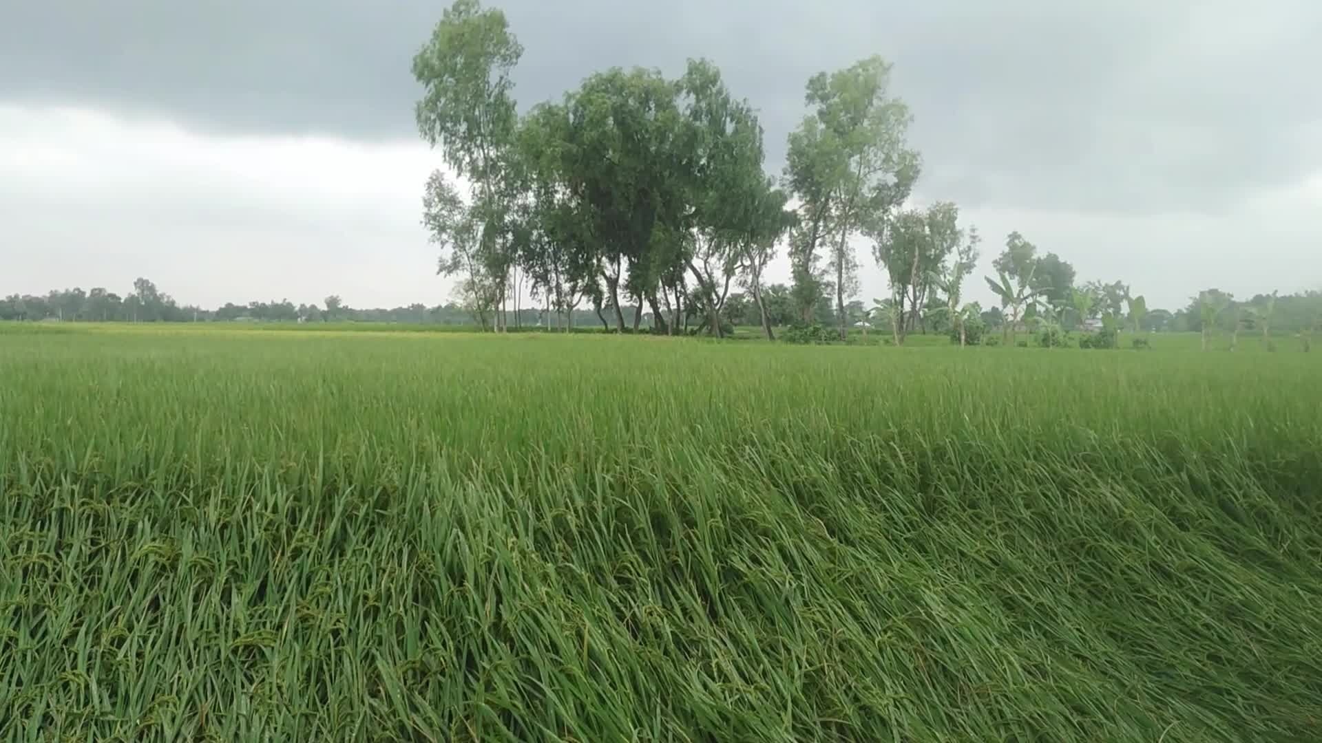 Weather in Bangladesh 
