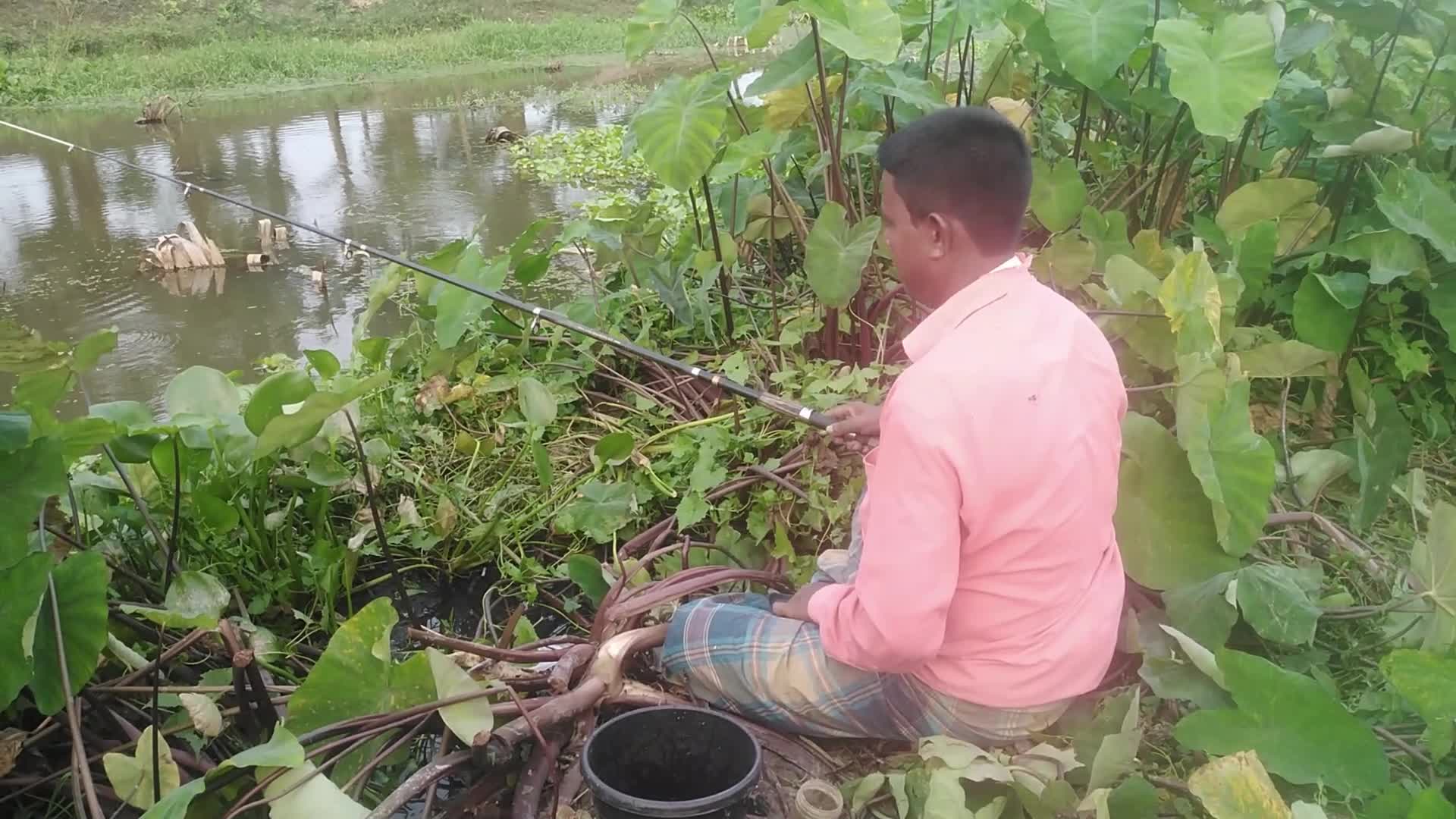 Paddy harvesting in Bangladesh, Naogaon 