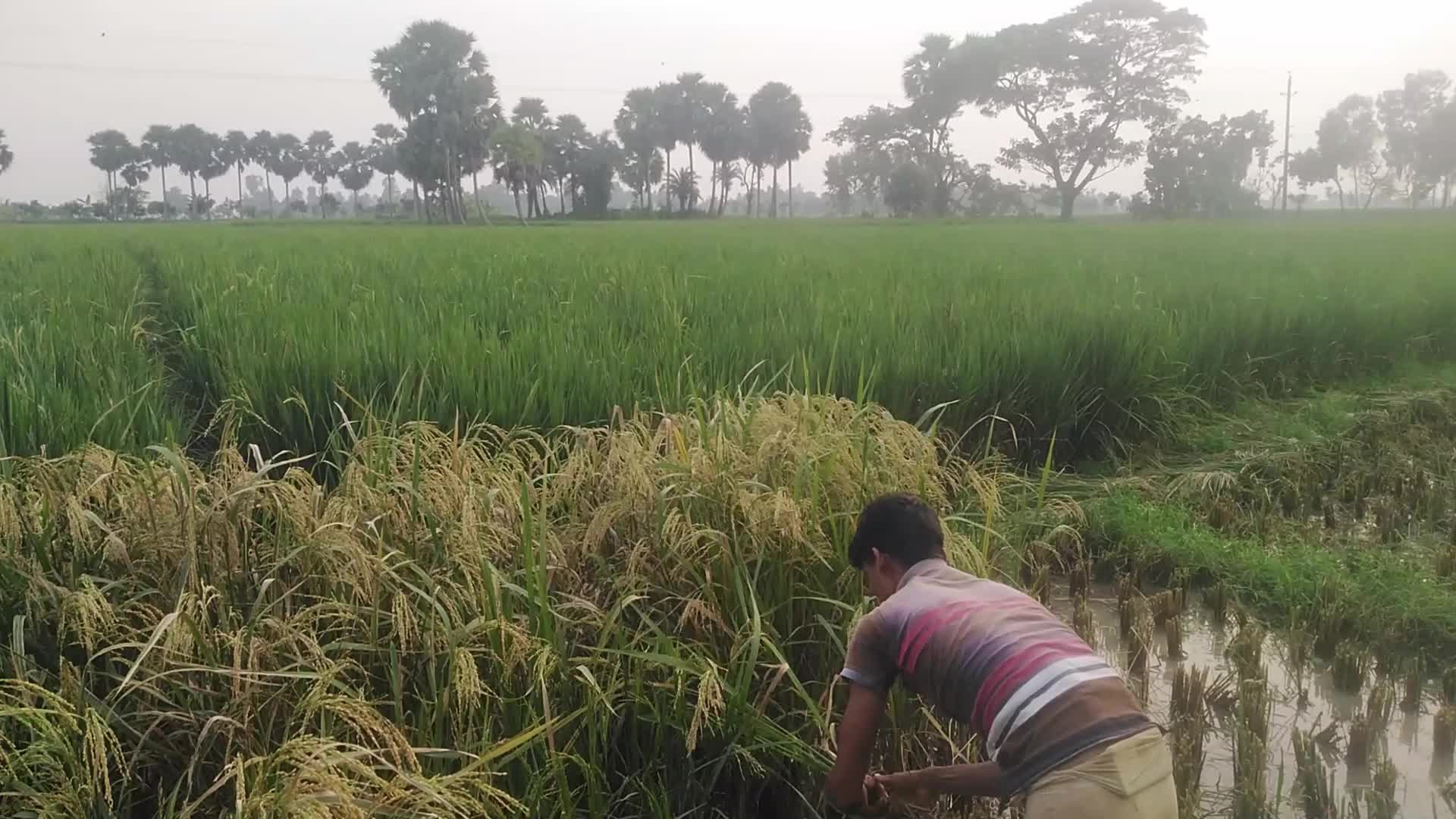 Paddy harvesting in Bangladesh, Naogaon