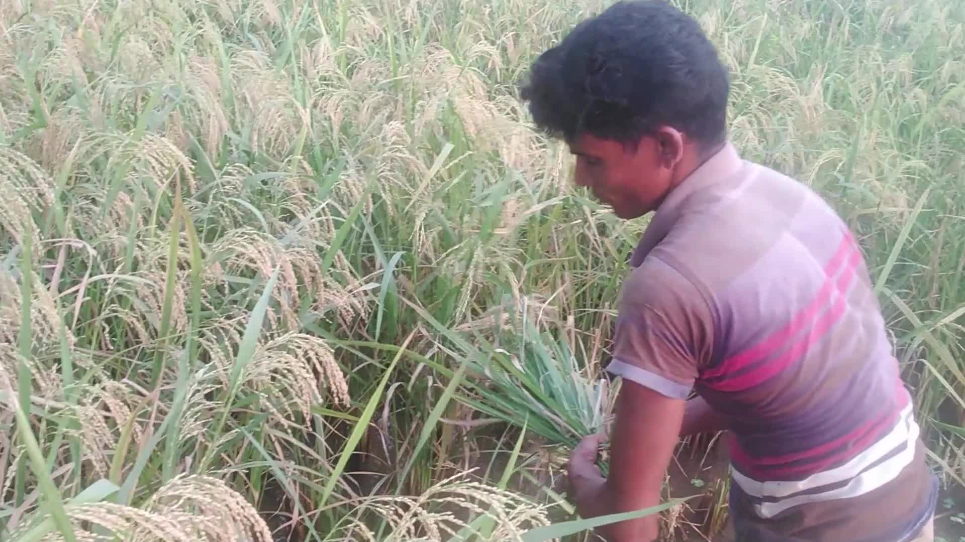 Paddy harvesting in Bangladesh, Naogaon