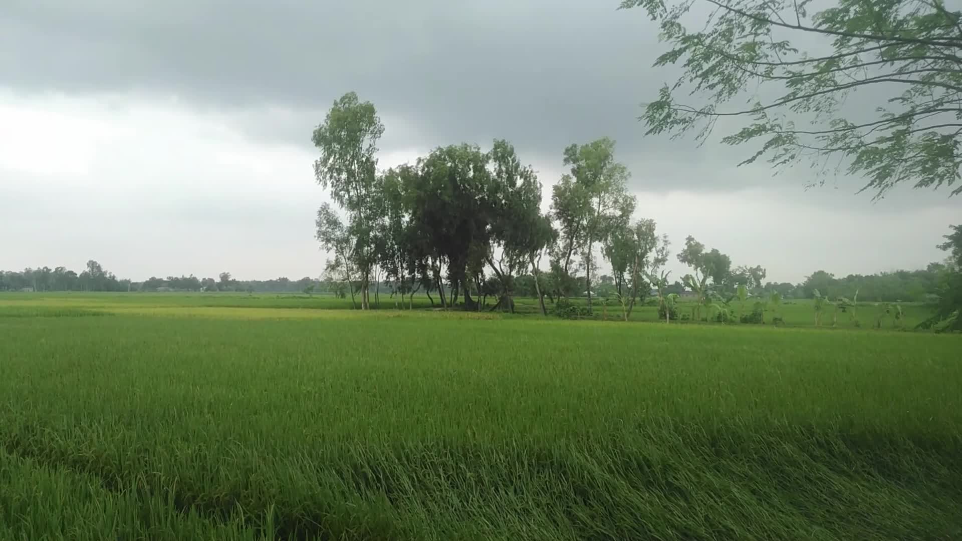 Weather in Bangladesh 