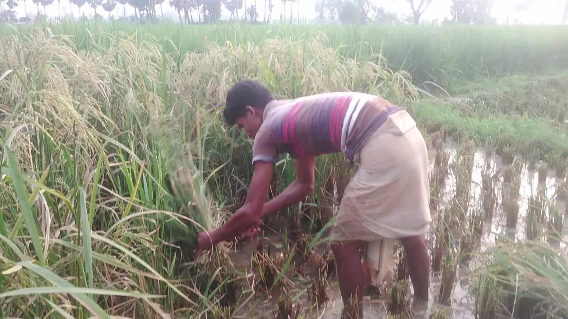 Paddy harvesting in Bangladesh, Naogaon