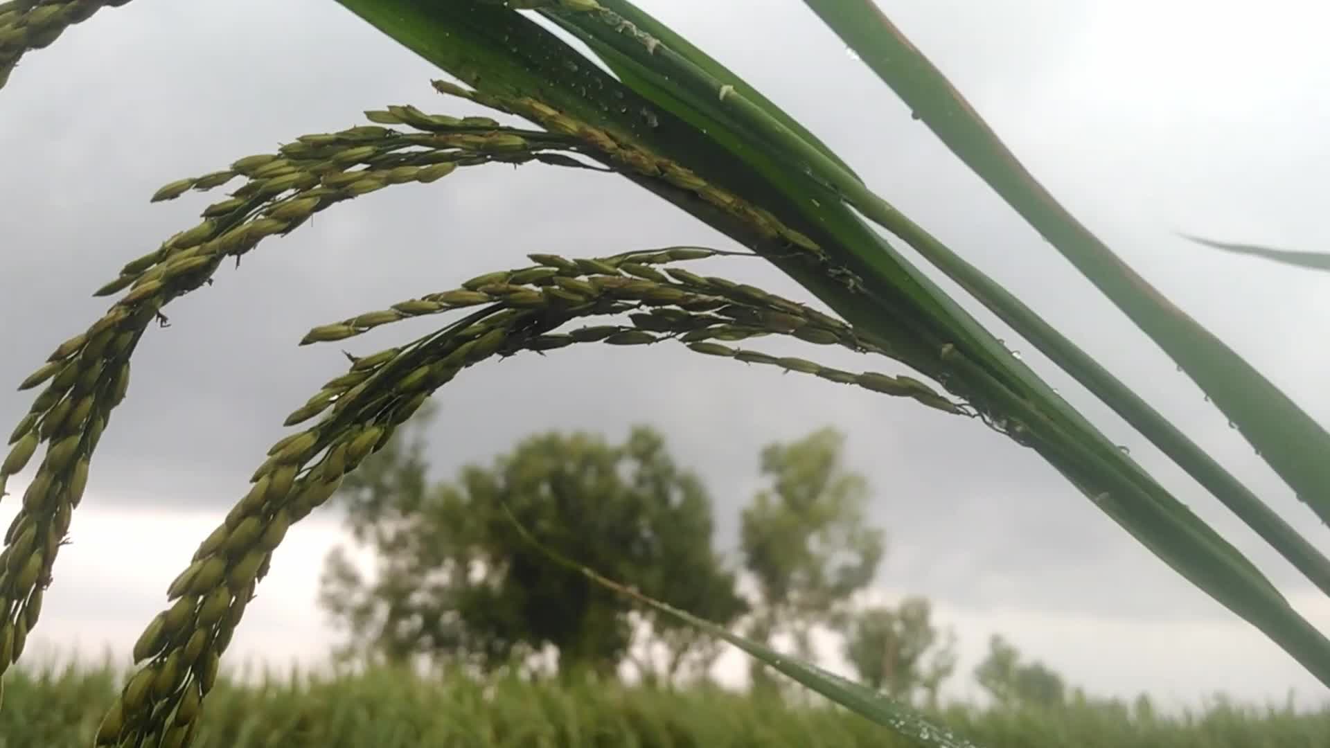 Weather in Bangladesh 