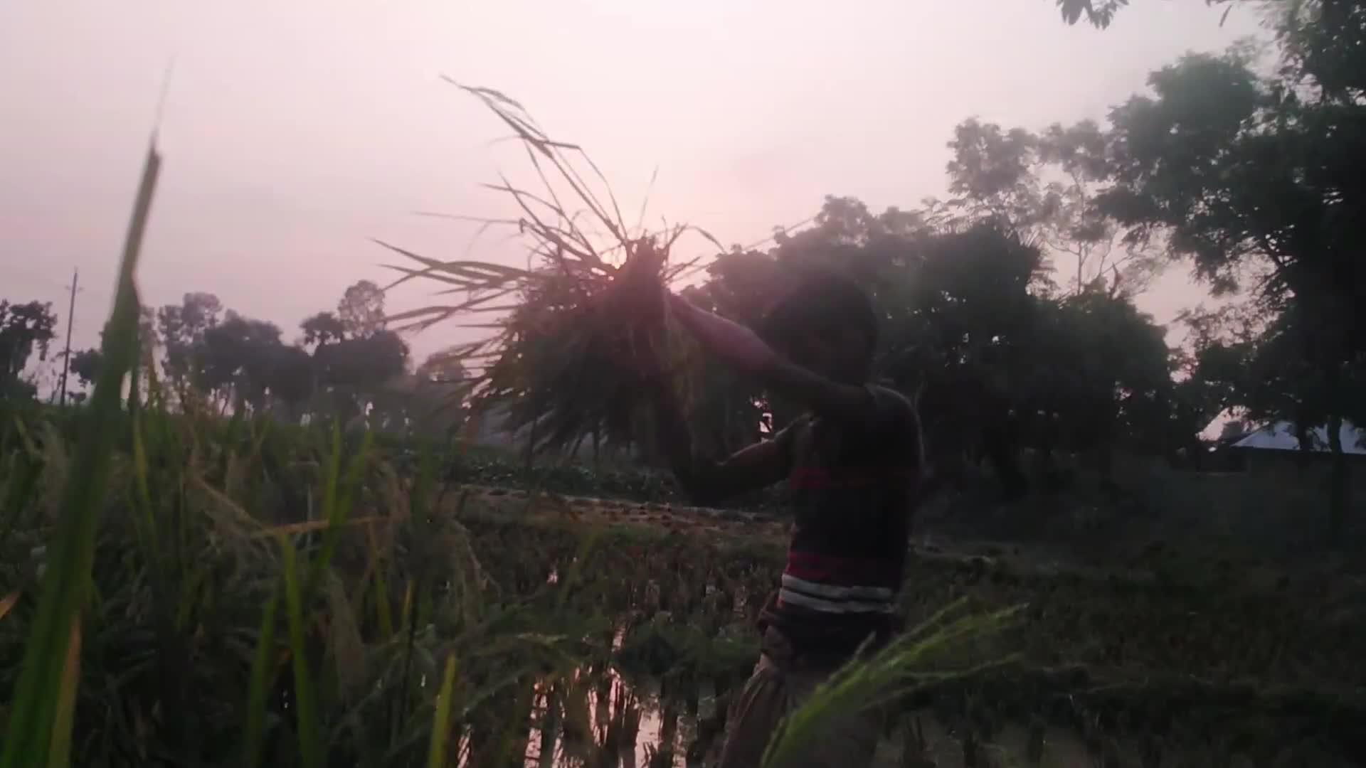 Paddy harvesting in Bangladesh, Naogaon