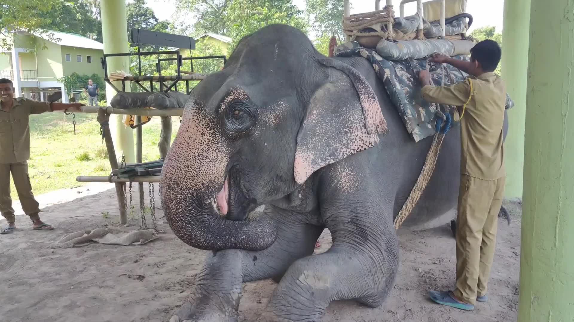 Pobitora Wildlife Sanctuary reopens for tourist season in India 