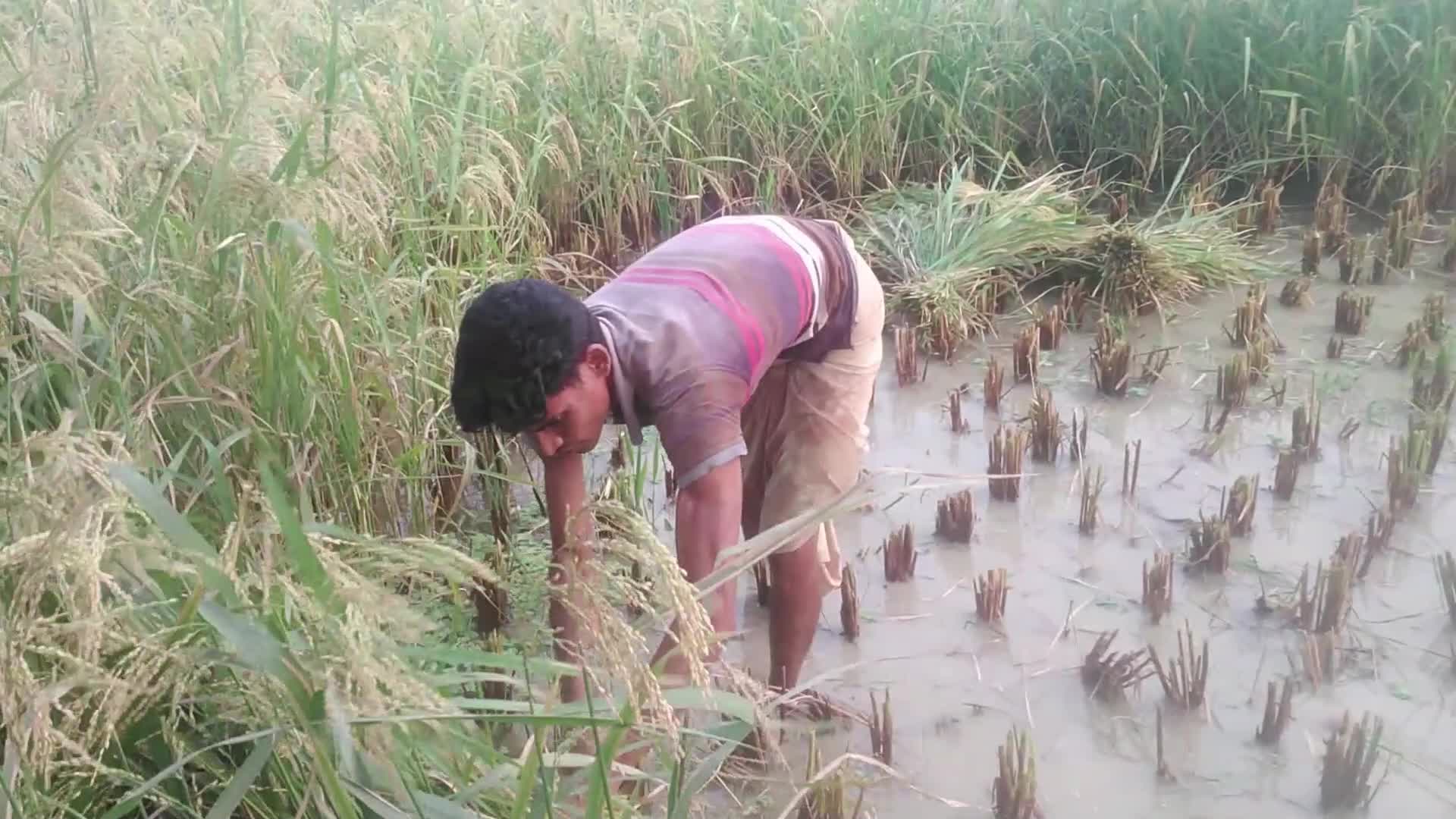Paddy harvesting in Bangladesh, Naogaon