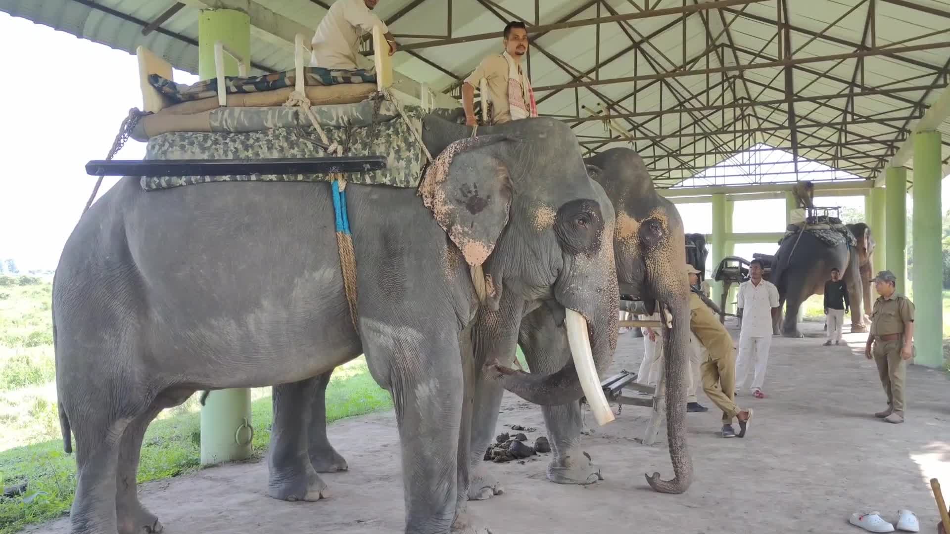 Pobitora Wildlife Sanctuary reopens for tourist season in India 