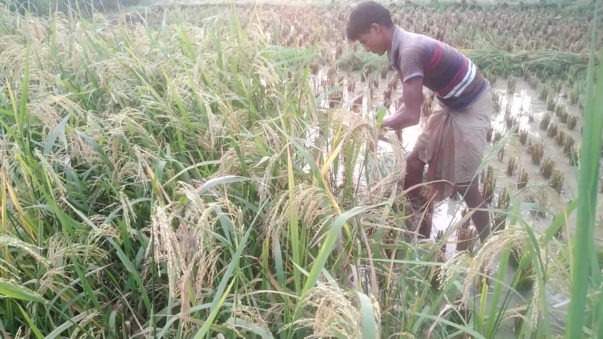 Paddy harvesting in Bangladesh, Naogaon