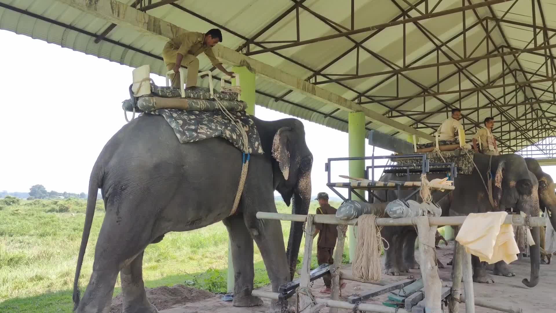 Pobitora Wildlife Sanctuary reopens for tourist season in India 