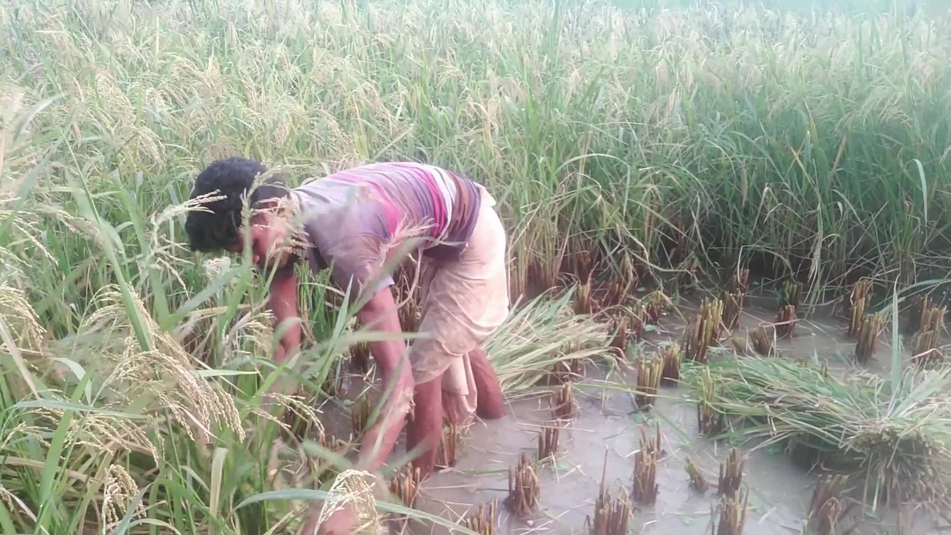 Paddy harvesting in Bangladesh, Naogaon