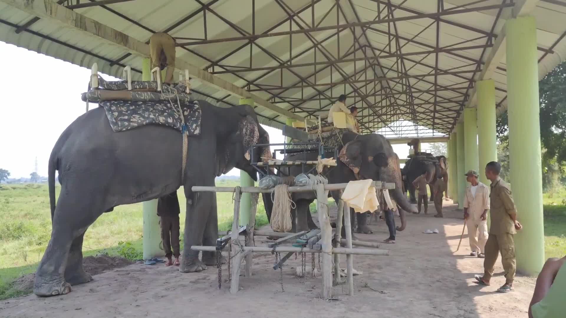 Pobitora Wildlife Sanctuary reopens for tourist season in India 