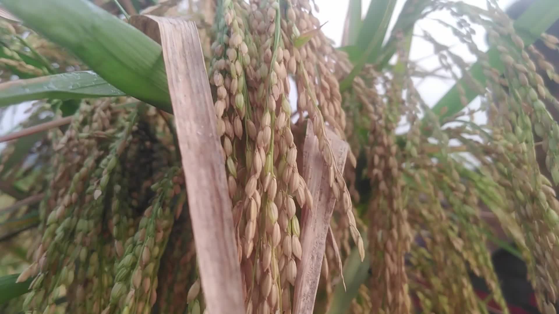 Paddy harvesting in Bangladesh, Naogaon
