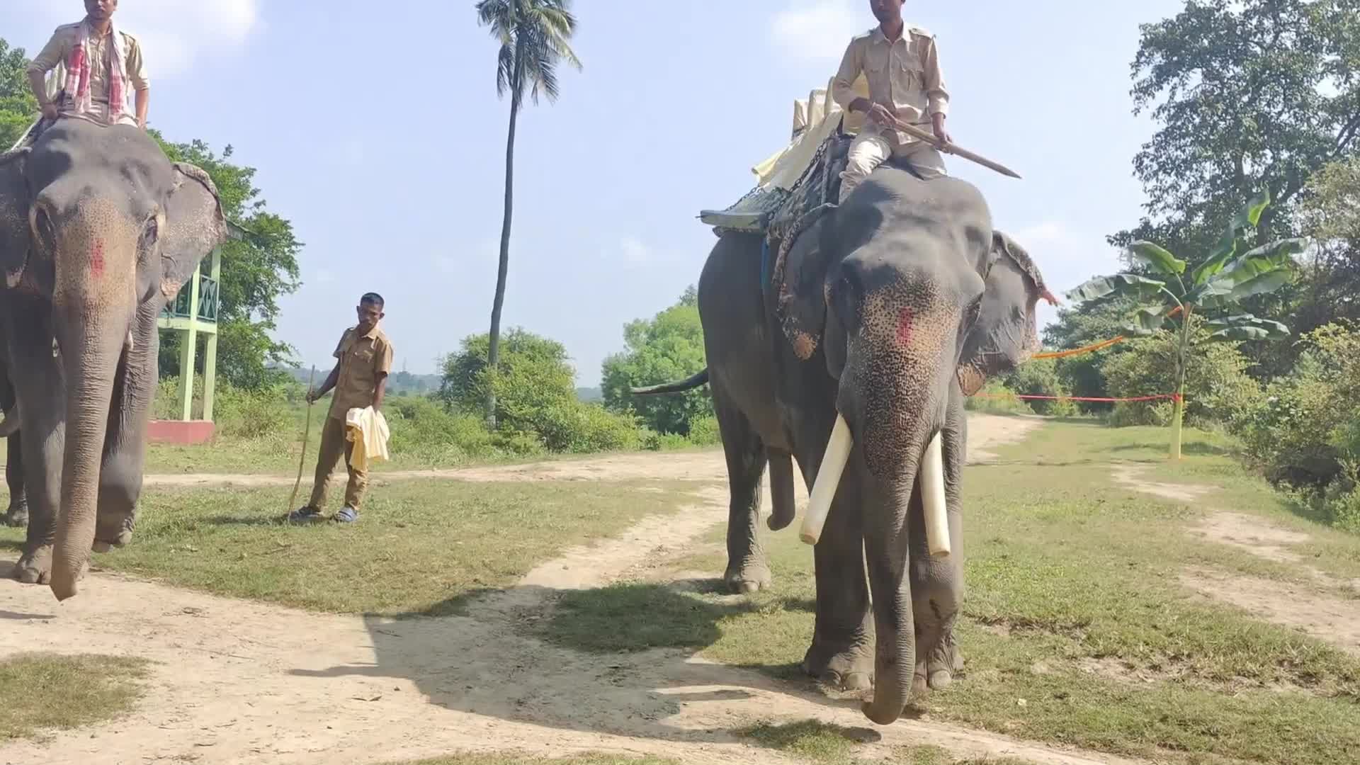 Pobitora Wildlife Sanctuary reopens for tourist season in India 