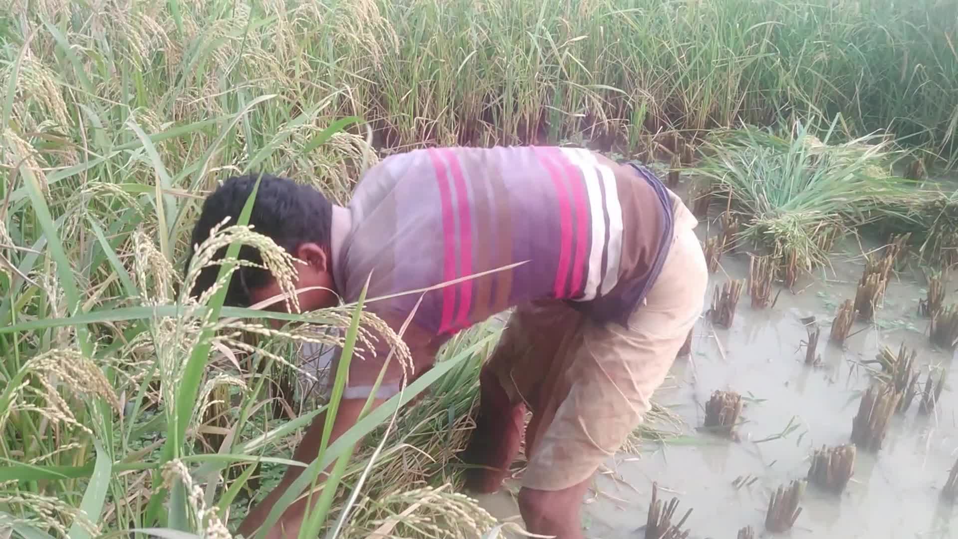 Paddy harvesting in Bangladesh, Naogaon