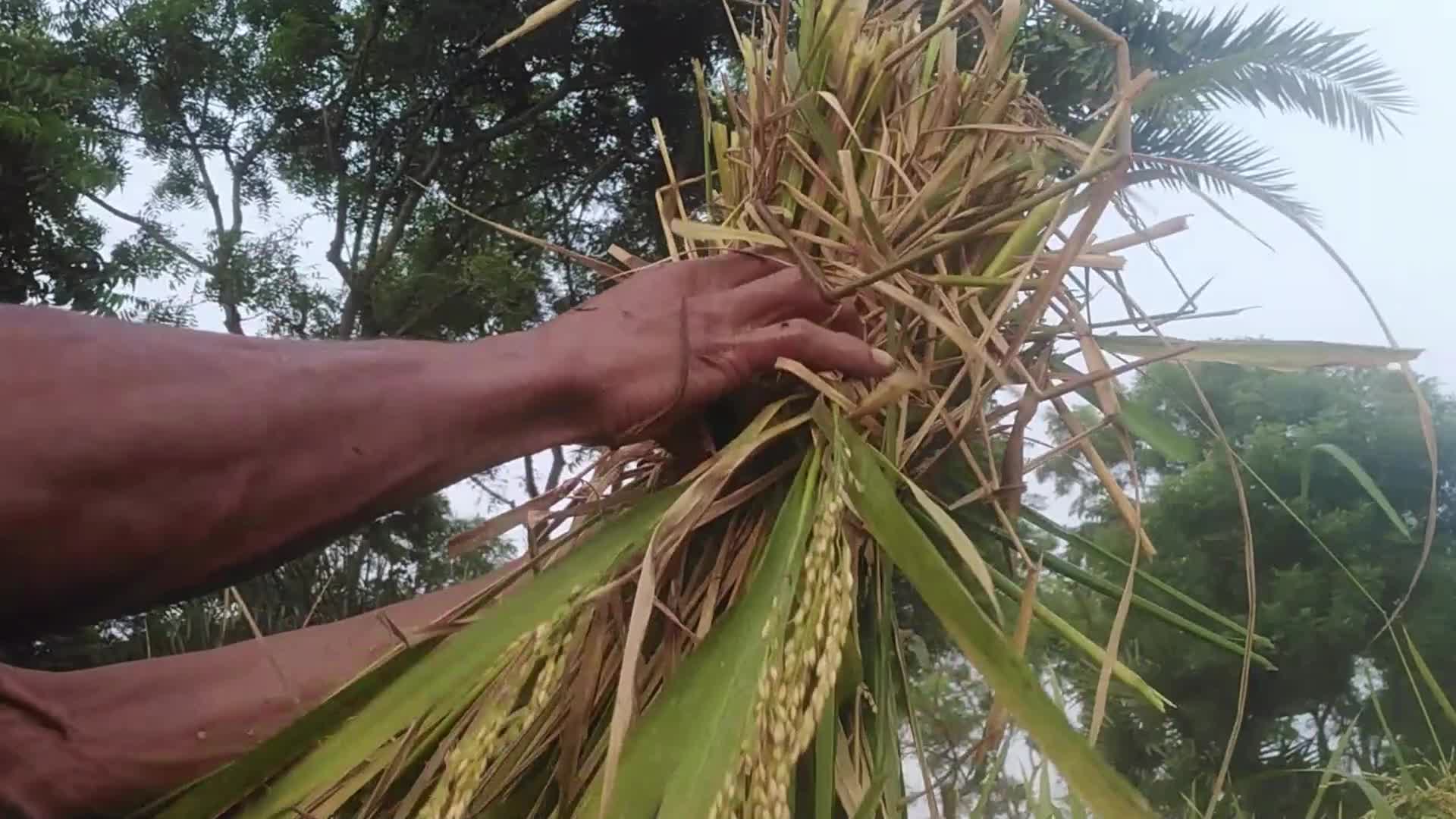 Paddy harvesting in Bangladesh, Naogaon