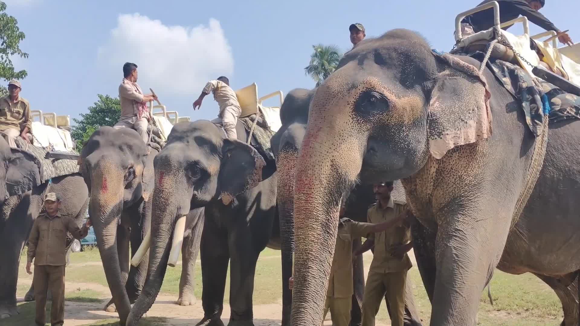 Pobitora Wildlife Sanctuary reopens for tourist season in India 