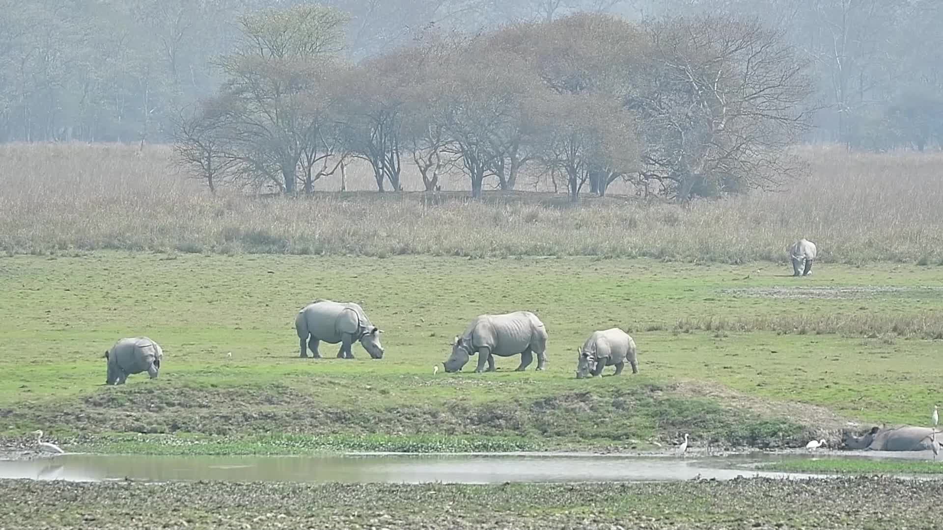 Pobitora Wildlife Sanctuary reopens for tourist season in India 