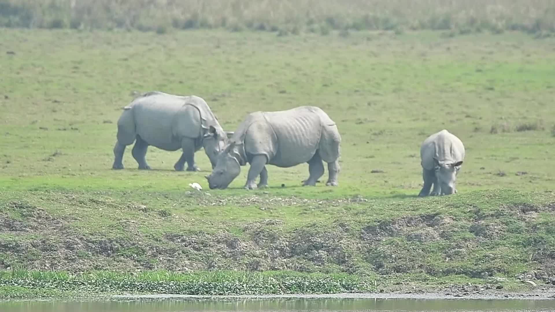 Pobitora Wildlife Sanctuary reopens for tourist season in India 