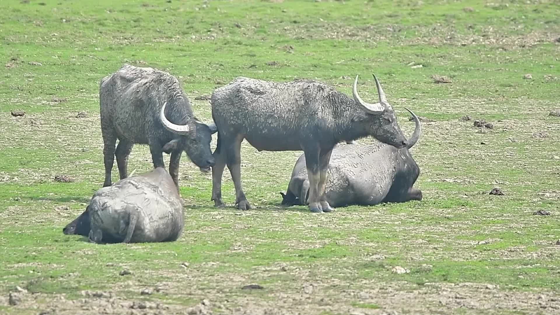 Pobitora Wildlife Sanctuary reopens for tourist season in India 